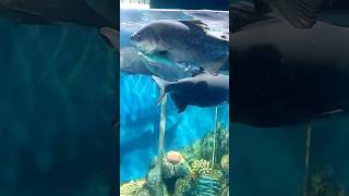 এ্যাকুরিয়ামের ভিতরে বিশাল বড় বড় মাছ🐬 #fishworld #youtubeshorts #fish @FreelancingMotivation