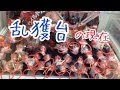 あの激甘設定の台は今どうなっているのか…ポテトチップス味のコーラが乱獲できる台もう一回やってみた【UFOキャッチャー】