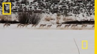 One of the Oldest in North America | National Geographic