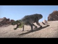 Dinosaur Revolution | Eoraptor Mating Crasher