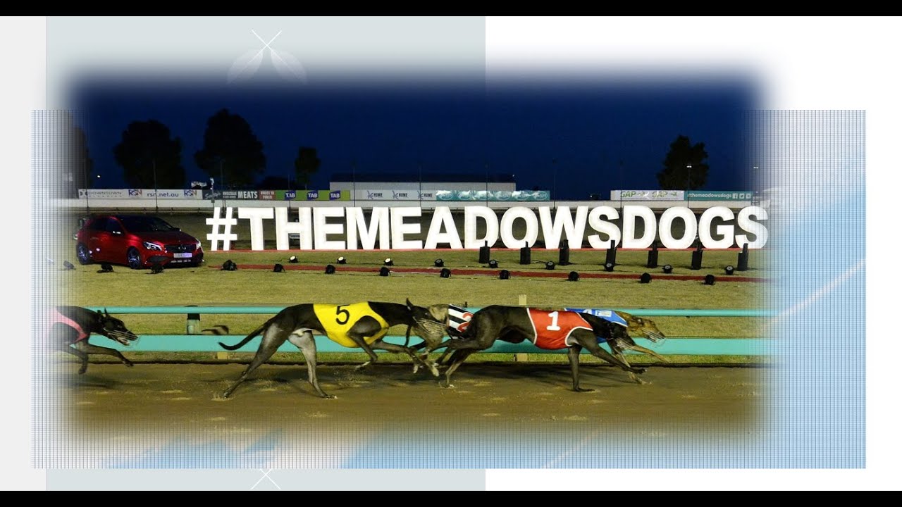 [THE MEADOWS] GREYHOUND RACE ANALYSIS - YouTube