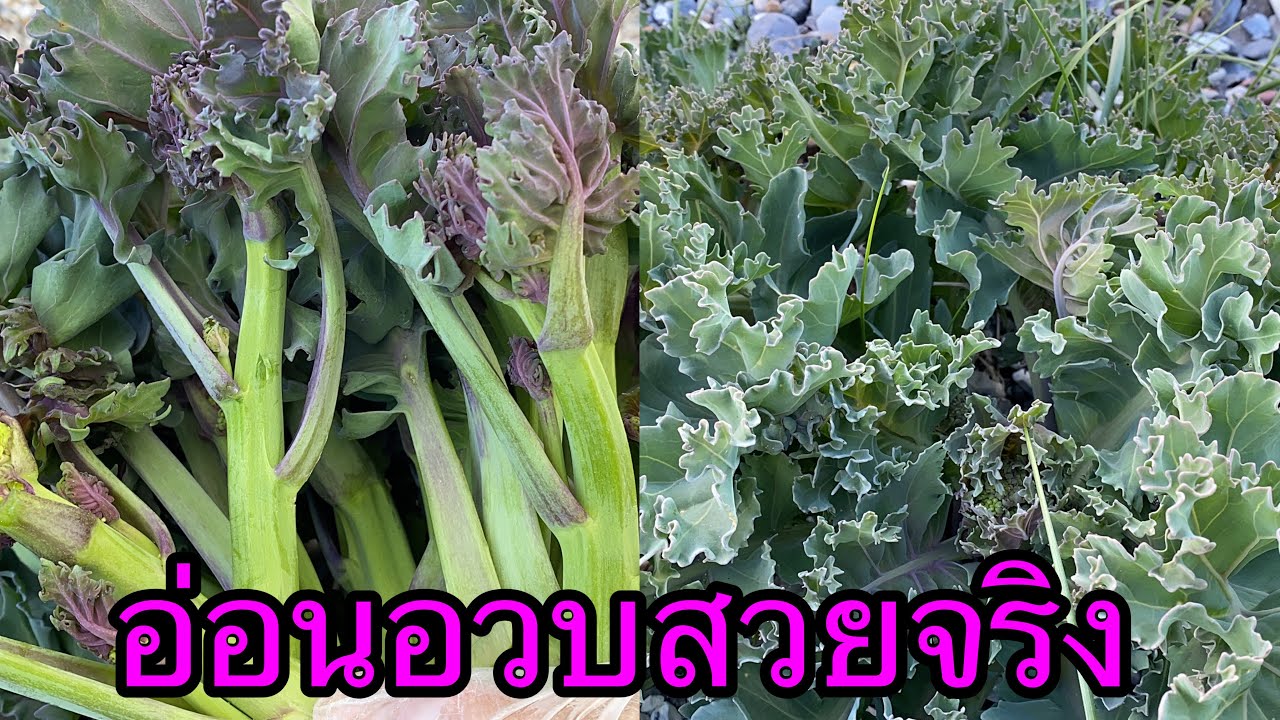 มีแต่กอสวยๆๆอวบๆๆ # คะน้าทะเล sea kale.19/5/22.