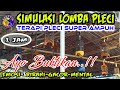 Terapi simulasi Lomba Pleci agar pleci cepat Birahi & Emosi serta gacor sepanjang hari #terapipleci