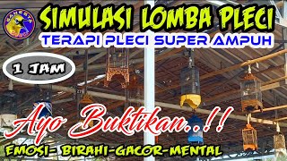 Terapi simulasi Lomba Pleci agar pleci cepat Birahi & Emosi serta gacor sepanjang hari #terapipleci