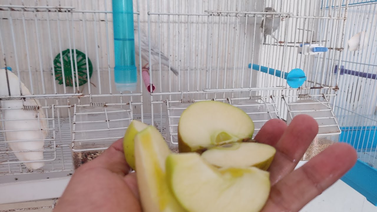 تقديم التفاح لطيور الكناري 2