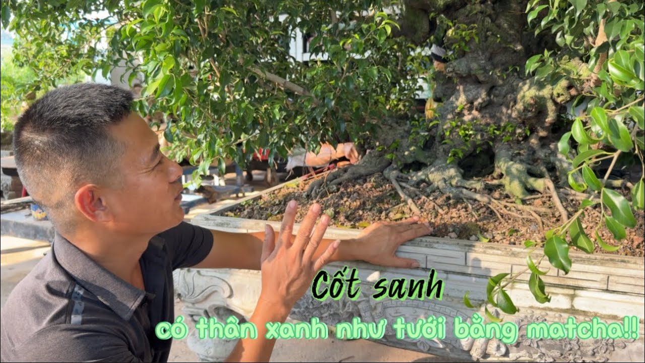NamLe bonsai | Cốt sanh đẹp và nhiều dữ liệu khiến Nam Lê phải để ý, tương lai trở thành siêu phẩm.