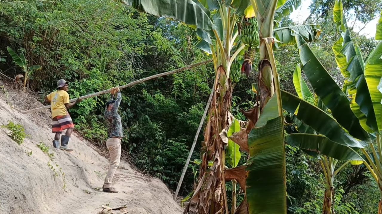 A rotina de Antonio no sítio, dia de roçar escoramento bananeiras, e colheita!