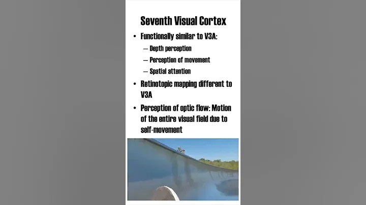 Seventh Visual Cortex (V7)