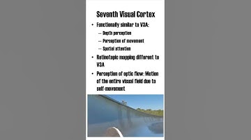 Seventh Visual Cortex (V7)