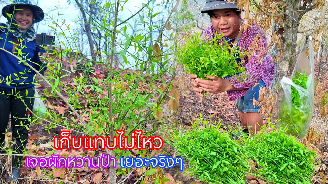 โชคดีจริงๆขึ้นเขามาเจอผักหวานป่าเยอะมากๆแต่ละต้นยอดแน่นๆเก็บยังไงไหวหมานสุดๆ