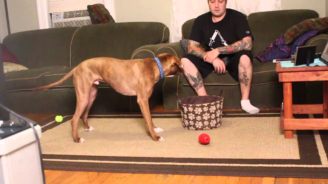 Dog Training Kingston NY Pick Up Your Toys Session 4 YouTube