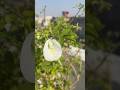 Lots of Aprajita Blooms of terrace #garden #aprajita #summergarden #terracegarden
