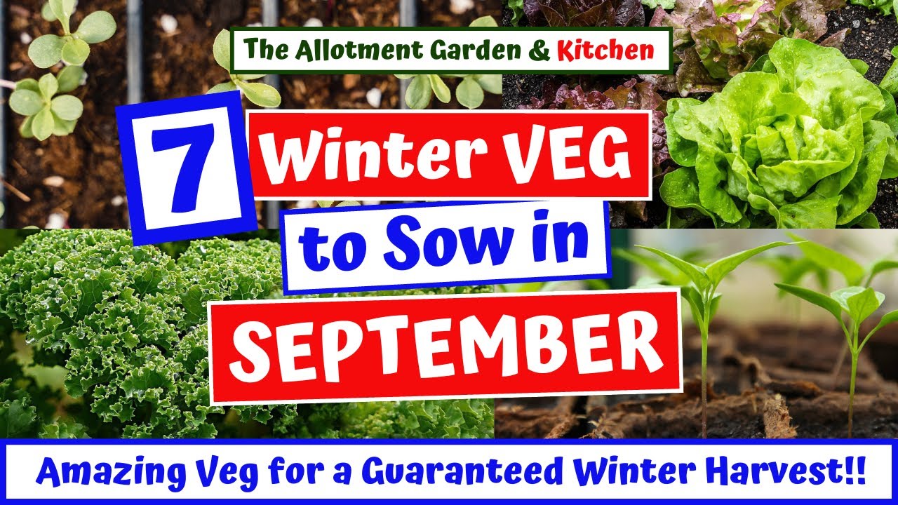 7-winter-green-veg-seeds-to-sow-in-september-easy-to-grow-veg-for-a