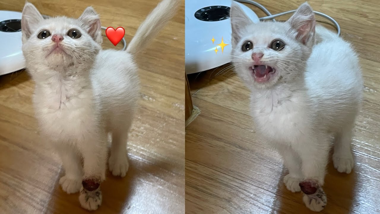 언니가 다친 고양이를 주워왔다.