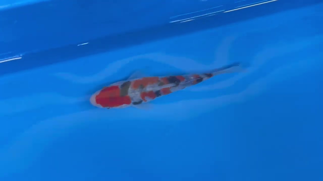 錦鯉【手取フィッシュランド】OMOSAKO×BEPPUフェア'26～別府産 大正