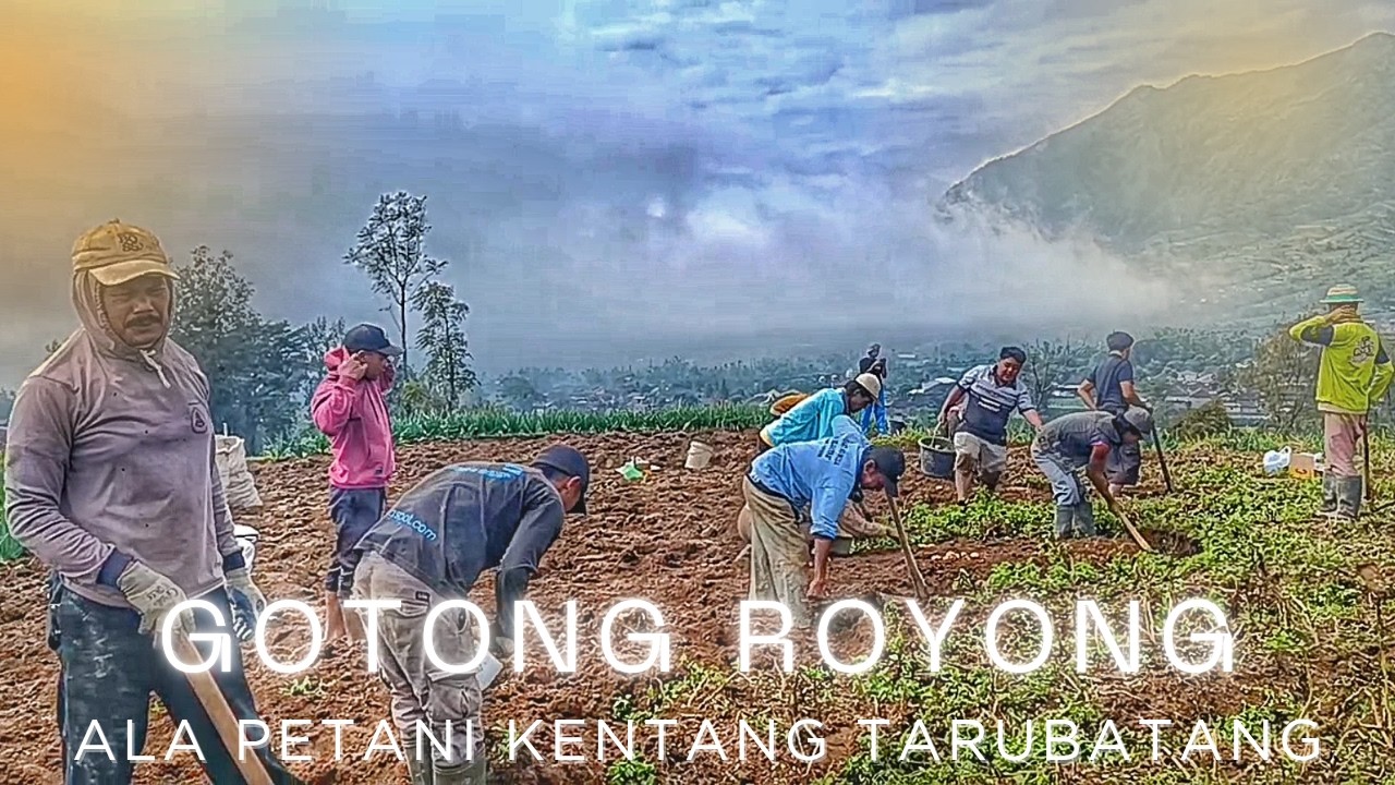 GOTONG ROYONG ALA PETANI KENTANG TARUBATANG SELO LERENG MERBABU