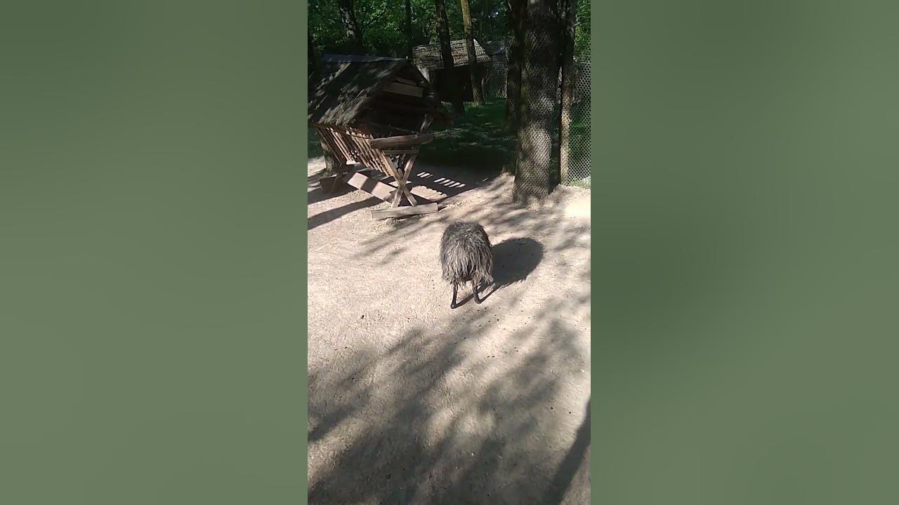 Зоопарк Ровно=) - YouTube