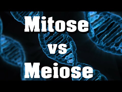 Video: Was ist der Vergleich zwischen Mitose und Meiose?