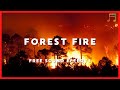 Forest Fire Sound Effect - No Copyright - FREE Sound Effects - Royalty Free - Vlog Creation