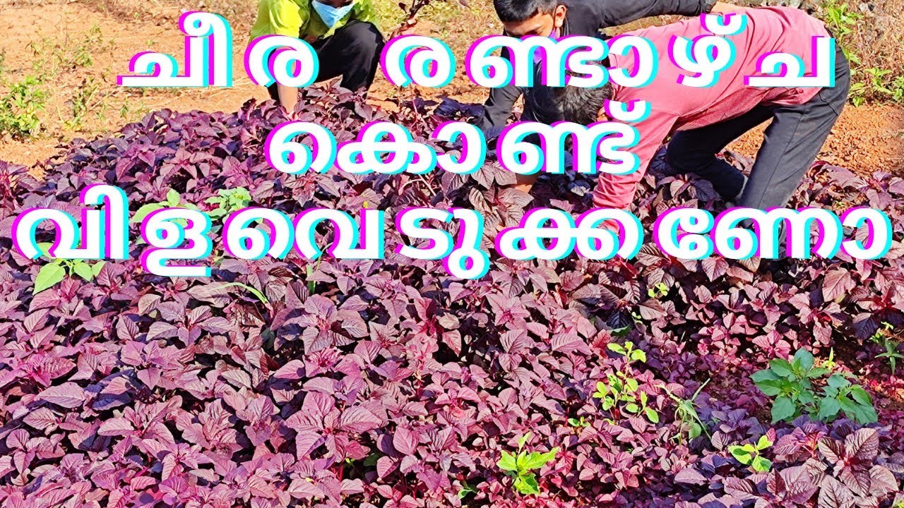 ചീര രണ്ടാഴ്ച കൊണ്ട് വിളവെടുക്കണോ