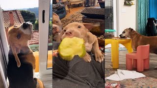 I dare you not to laugh at these funny dogs 😂