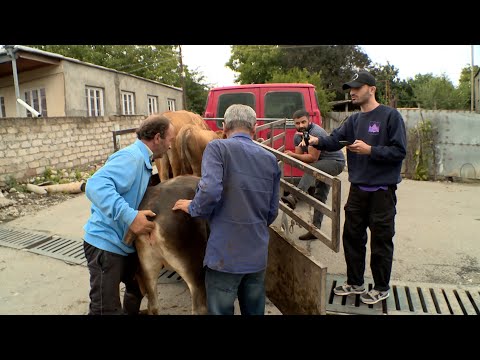 Post Factum | ხბოს დაცვის რეგლამენტი, ნაგავსაყრელზე გაშენებული სკვერი და “კოჩანა ირო კოჩანა”