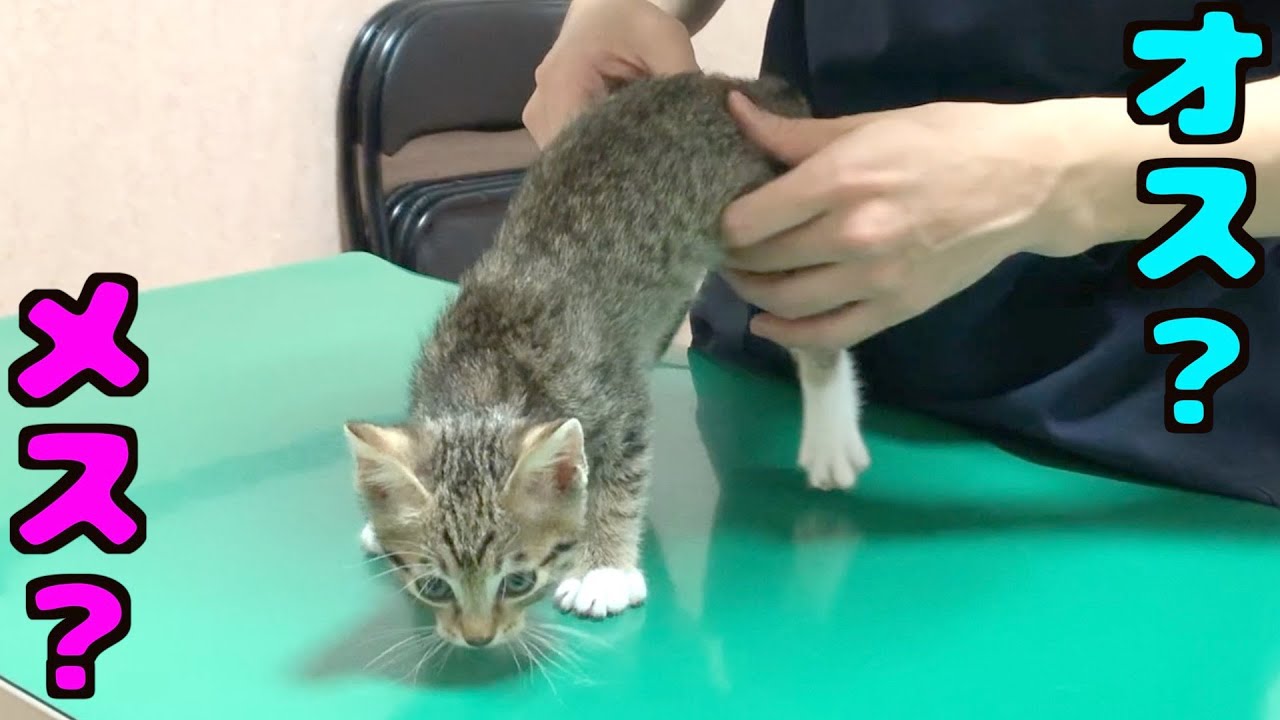 保護した野良猫の性別はオス メス 動物病院で調べてもらった Youtube