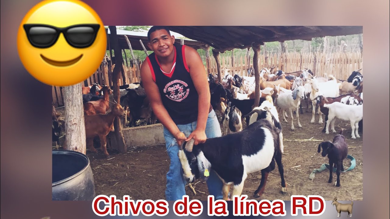 Chivos criollos,mestizo de bóer y mestizo de nubio,  parte 3