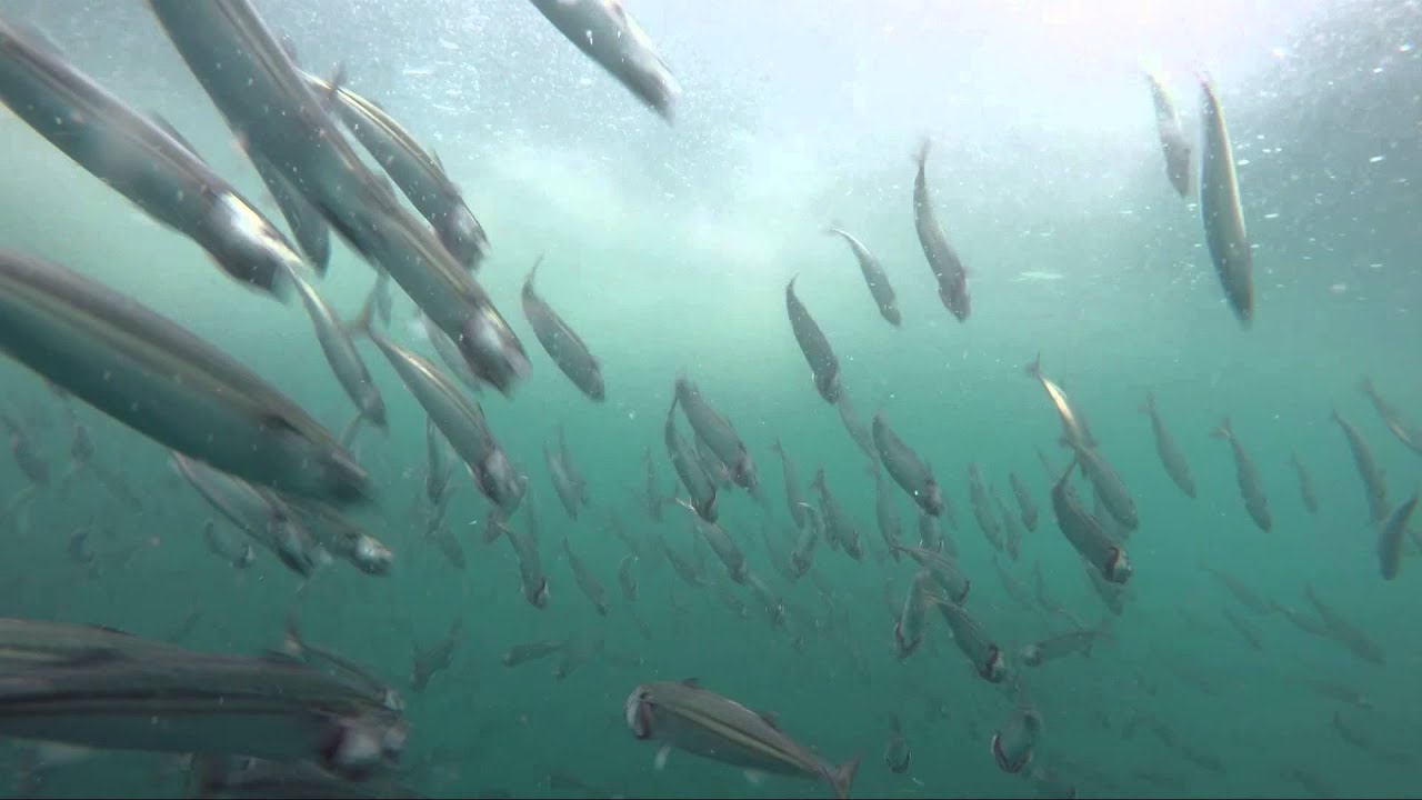 Underwater footage of feeding mackerel on copepods
