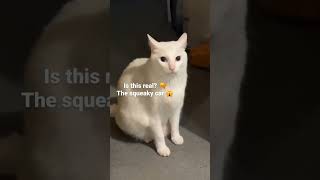 Cute Cat Squeaks like a Mouse! #cat #cute