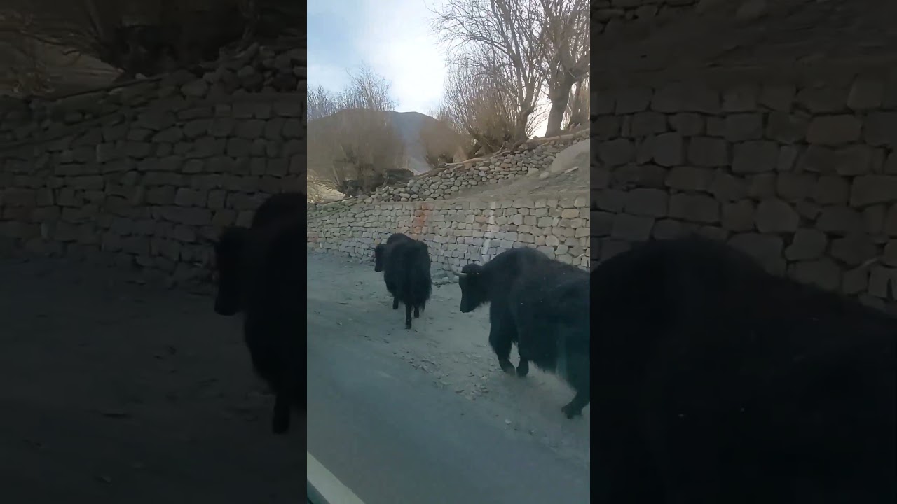 Ladakhi yak