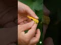 Hand Pollinate Luffa Blossoms #luffa #loofah #handpollination