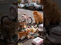 #kucing #funny #mushuklar #catvideos #billi #birthday #cake #harrypotter