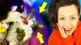 КОТЕНОК ПРОТИВ СОБАК РЕАКЦИЯ ЩЕНКА НА КОТЕНКА СПУСТЯ 2 НЕДЕЛИ MAGIC FAMILY