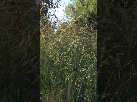 Просо Heavy Metal декоративний злак (ЗКС) / м'який контейнер 1,2л, видео 2