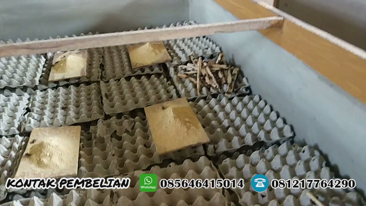 cara budidaya jangkrik lengkap 