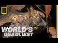 Six-Foot Snake Ambushes Prey | World
