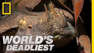Six-Foot Snake Ambushes Prey | World