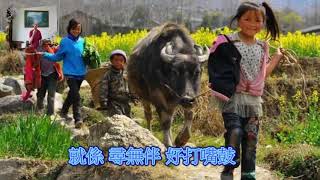 客家歌曲 大牛牯