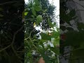 Mulberry Plant Air Layering Technique | 100% Success Result 🍇#gardening #ytshortsindia