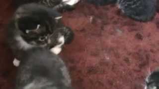 Jonkies Liora 3 Weken Oud