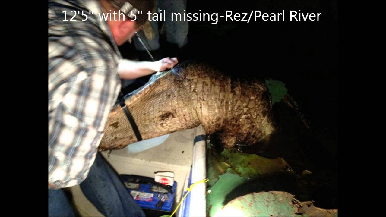 Team Gator Mafia2012 Mississippi alligator hunting season YouTube