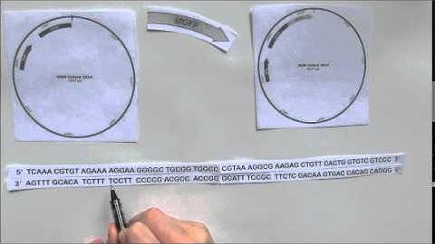 How to design primers for Gibson assembly