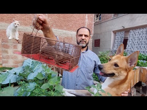طريقه صيد العرسه بالتفاصيل بعد خسائر كبيرة في حيوانات المنزل باستخدام مصيده يدويه