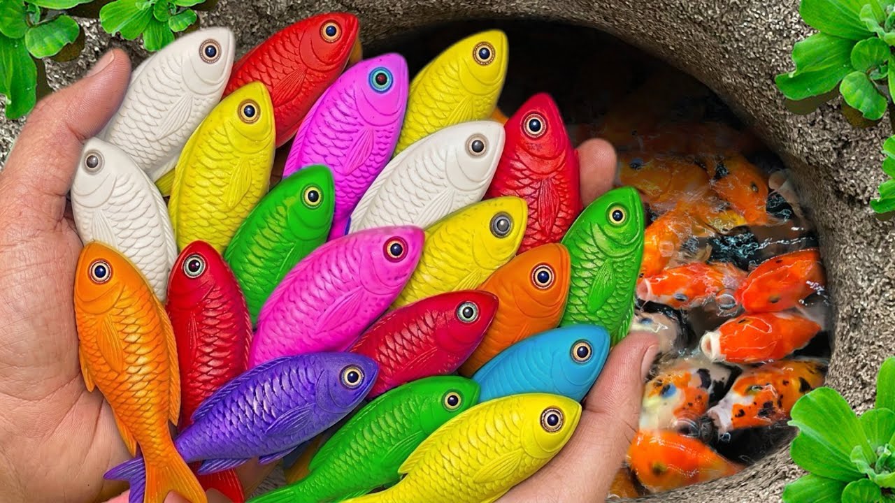 The incredible catch colorful aquarium fish in small pond pencil fish, baby turtle, koi,puffer fish🐠