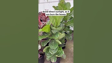 Easy plant guide to grow the perfect Fiddle Leaf Fig!