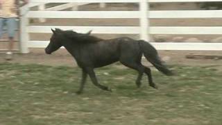 Iona Farm's Luck Be a Lady
