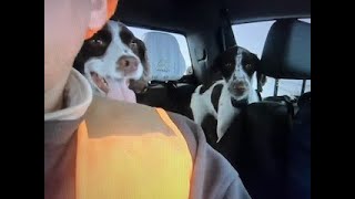 Ditchkrieg! Late Season Iowa Pheasant Hunting with 2 Springers