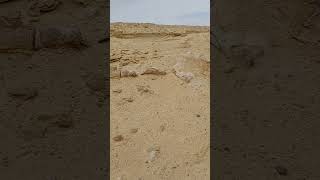 Fossilised skeleton of a Basilosaurus Whale at Wadi Al Hitan