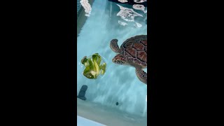 Ice Enrichment w/ Sea Turtles!